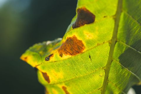 Brown blotches spreading across a leaf, a sign of leaf spot disease