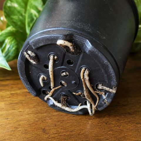 The underside of a black plastic nursery pot tipped on its side on a wooden table, with pale roots growing out through several of its drainage holes and pothos leaves behind it