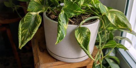 A golden pothos in a cream ceramic pot on a wooden stool beside a window, several of its green and yellow marbled leaves rolled inward along the edges toward the midrib, with trailing vines hanging over the side