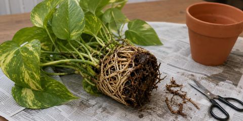 A golden pothos lifted out of its pot and lying on newspaper, its root ball pale and stringy on one side and dark brown and rotted on the other, with a few trimmed brown roots and a pair of scissors beside it and an empty terracotta pot in the background